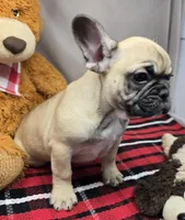 robert, a male French Bulldog for sale in Donnellson, IA – Photo 3 of 8