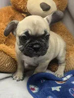 robert, a male French Bulldog for sale in Donnellson, IA – Photo 5 of 8