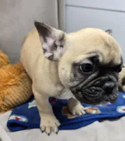 robert, a male French Bulldog for sale in Donnellson, IA – Photo 4 of 8