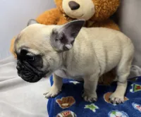 robert, a male French Bulldog for sale in Donnellson, IA – Photo 7 of 8