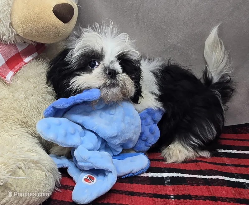tomy – Shih Tzu puppy for sale in Donnellson, IA