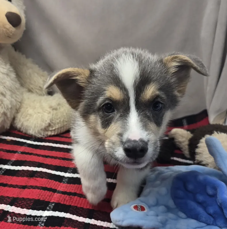bryan – Pembroke Welsh Corgi puppy for sale in Donnellson, IA