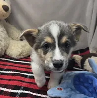 bryan, a male Pembroke Welsh Corgi for sale in Donnellson, IA – 1 of 5