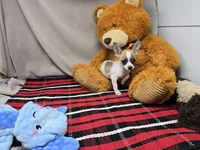 betsy, a female Chihuahua for sale in Donnellson, IA – 5 of 7