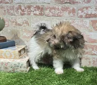 ollie, a male Havanese and Pomeranian for sale in Donnellson, IA – 4 of 5