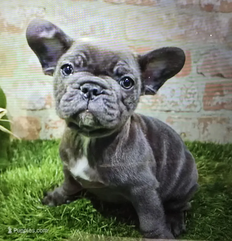brody – French Bulldog puppy for sale in Donnellson, IA