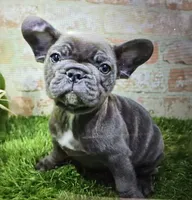 brody, a male French Bulldog for sale in Donnellson, IA – 1 of 1