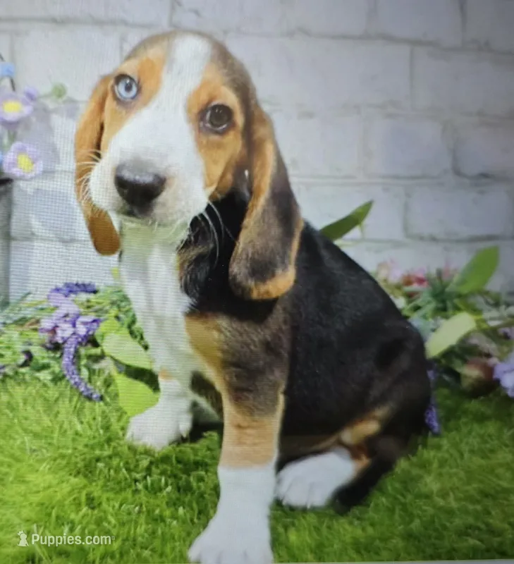mister – Beagle puppy for sale in Donnellson, IA