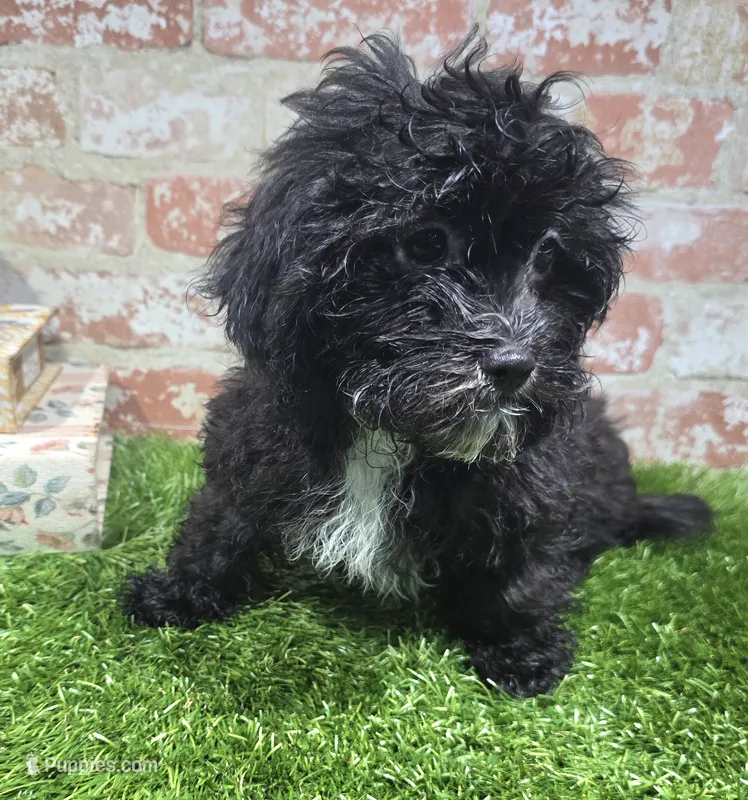 betsy – Shihpoo puppy for sale in Donnellson, IA