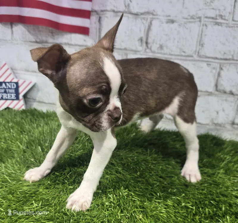 burt – Boston Terrier puppy for sale in Donnellson, IA