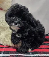 bitsy, a female Miniature Bernedoodle for sale in Donnellson, IA – 2 of 4