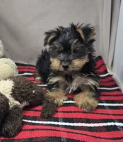 Petey, a male Yorkshire Terrier for sale in Donnellson, IA – 1 of 2