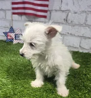 jerry, a male West Highland White Terrier for sale in Donnellson, IA – 3 of 8