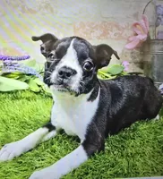 marty, a male Boston Terrier for sale in Donnellson, IA – 2 of 5