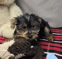 pauly, a male Yorkshire Terrier for sale in Donnellson, IA – 3 of 4