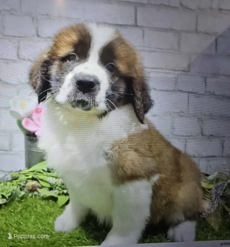 ben – Saint Bernard puppy for sale in Donnellson, IA