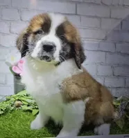 ben, a male Saint Bernard for sale in Donnellson, IA – 1 of 1