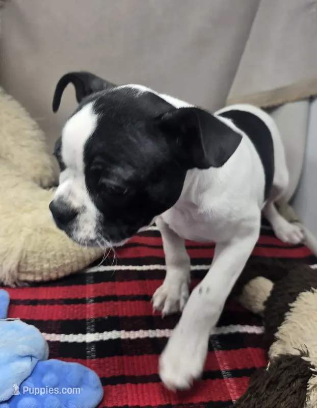 marylyn – Boston Terrier puppy for sale in Donnellson, IA