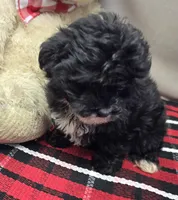 bitsy, a female Miniature Bernedoodle for sale in Donnellson, IA – 4 of 4