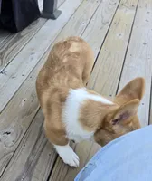 sadie, a female Pembroke Welsh Corgi for sale in Donnellson, IA – 4 of 4