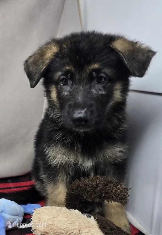 sherman – German Shepherd Dog puppy for sale in Donnellson, IA