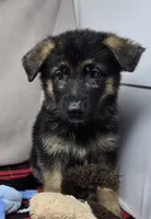 sherman, a male German Shepherd Dog for sale in Donnellson, IA – 3 of 4
