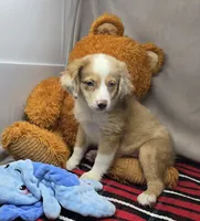 mistique, a female Miniature Australian Shepherd for sale in Donnellson, IA – 1 of 4
