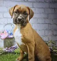milton, a female Boxer for sale in Donnellson, IA – 1 of 1