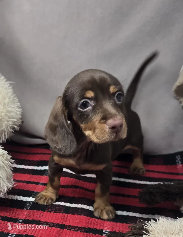 mimi – Dachshund puppy for sale in Donnellson, IA