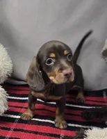 mimi, a female Dachshund for sale in Donnellson, IA – 3 of 3
