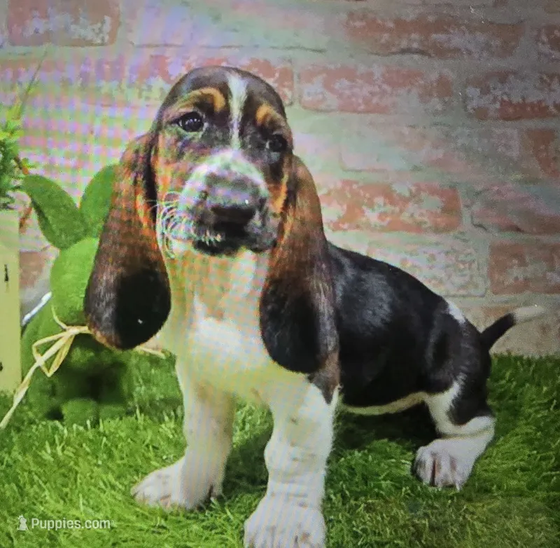 belinda – Basset Hound puppy for sale in Donnellson, IA