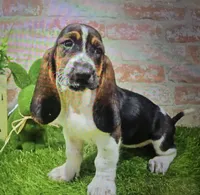 belinda, a female Basset Hound for sale in Donnellson, IA – 1 of 1