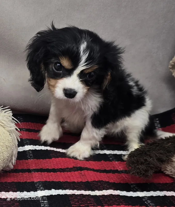 maddox – Cavalier King Charles Spaniel puppy for sale in Donnellson, IA