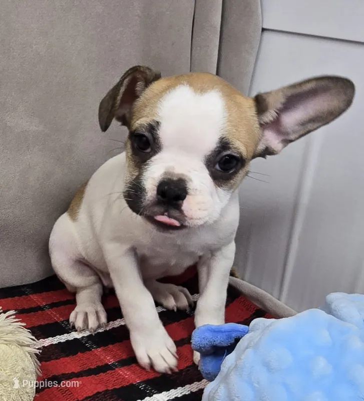 penny – French Bulldog puppy for sale in Donnellson, IA