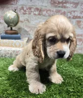 brock, a male Cockapoo for sale in Donnellson, IA – 5 of 5