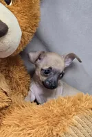 reggie, a male Chihuahua for sale in Donnellson, IA – 2 of 6