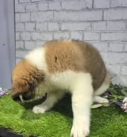 marshal, a male Saint Bernard for sale in Donnellson, IA – 4 of 6