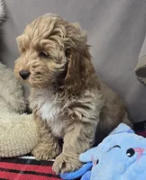 barnry, a male Cockapoo for sale in Donnellson, IA – 5 of 5