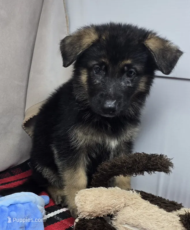 sherman – German Shepherd Dog puppy for sale in Donnellson, IA