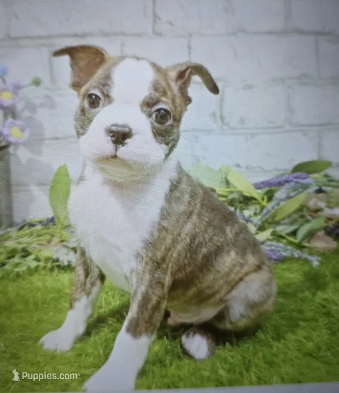 buff – Boston Terrier puppy for sale in Donnellson, IA