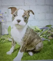 buff, a male Boston Terrier for sale in Donnellson, IA – 1 of 1