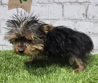 peanut, a male Yorkshire Terrier for sale in Donnellson, IA – Photo 3 of 4