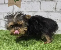 peanut, a male Yorkshire Terrier for sale in Donnellson, IA – Photo 4 of 4