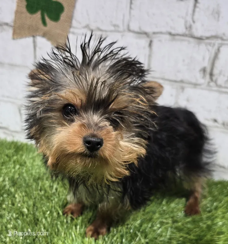 peanut, a male Yorkshire Terrier for sale in Donnellson, IA – Photo 1 of 4