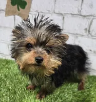 peanut, a male Yorkshire Terrier for sale in Donnellson, IA – Photo 1 of 4