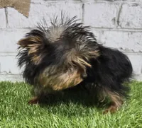 peanut, a male Yorkshire Terrier for sale in Donnellson, IA – Photo 2 of 4