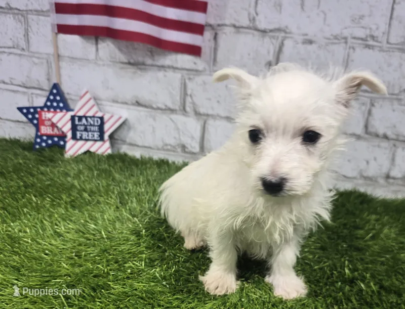 jerry – West Highland White Terrier puppy for sale in Donnellson, IA