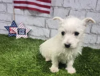 jerry, a male West Highland White Terrier for sale in Donnellson, IA – 1 of 8