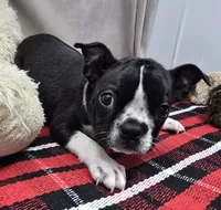 marty, a male Boston Terrier for sale in Donnellson, IA – 5 of 5