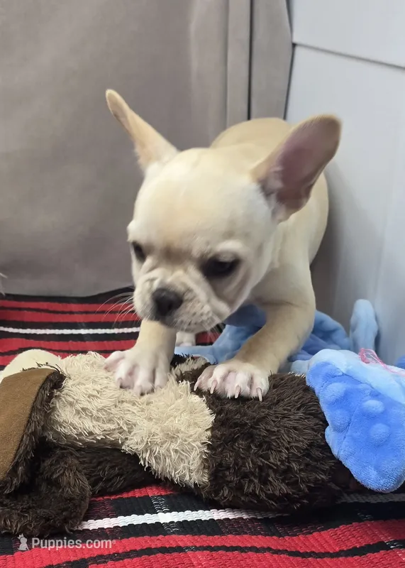 patsy – French Bulldog puppy for sale in Donnellson, IA